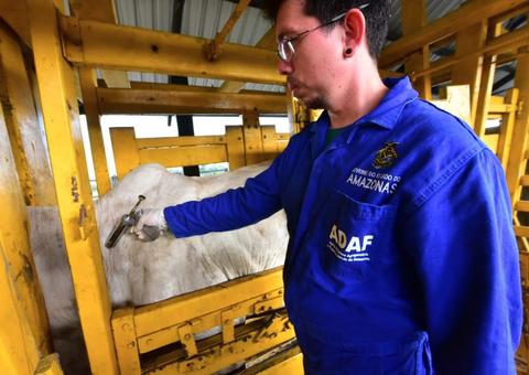Campanha de vacinação contra febre aftosa é prorrogada no Amazonas