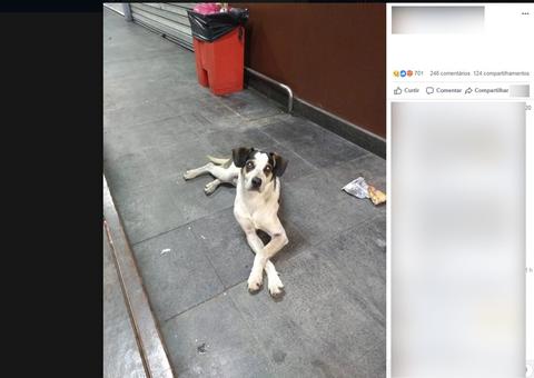 Cachorro é envenenado e espancado em supermercado, dizem ativistas