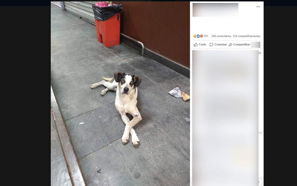 Cachorro é envenenado e espancado em supermercado, dizem ativistas