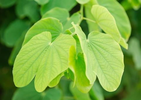 ‘Pata-de-vaca’ é poderosa aliada no combate a diabetes