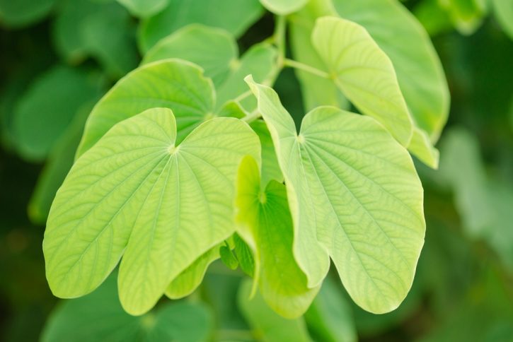 ‘Pata-de-vaca’ é poderosa aliada no combate a diabetes