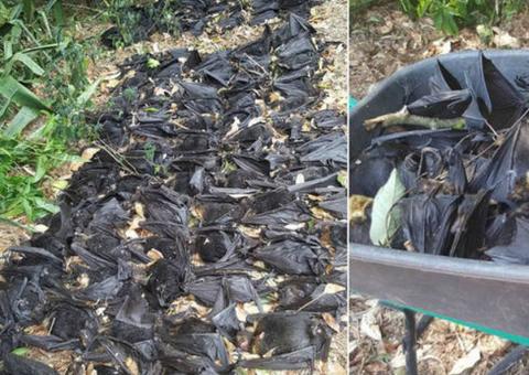 Mulher se depara com milhares de morcegos mortos no quintal