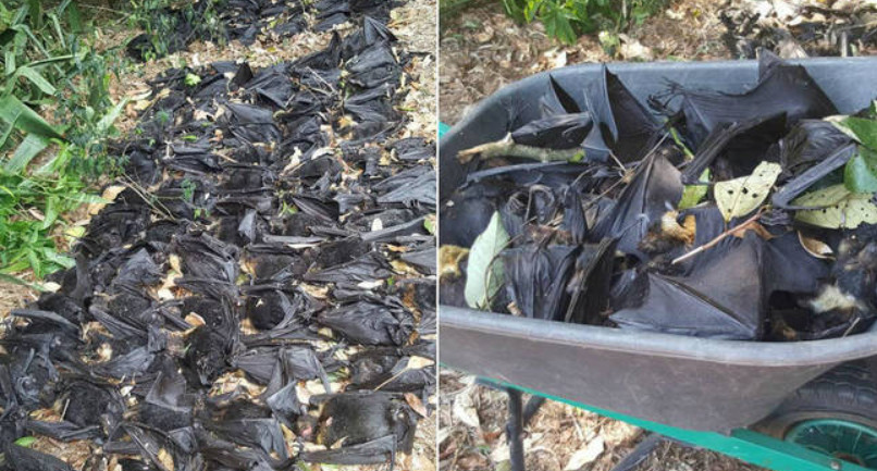 Mulher se depara com milhares de morcegos mortos no quintal