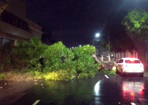 Em Manaus, temporal derruba árvore no meio de avenida e causa transtornos no trânsito