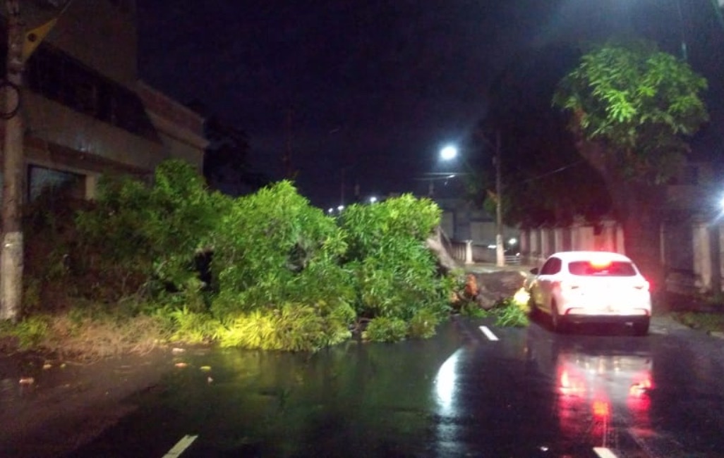 Em Manaus, temporal derruba árvore no meio de avenida e causa transtornos no trânsito