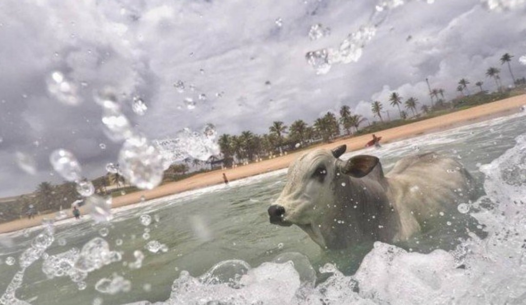 Boi entra no mar para escapar de confinamento e morre afogado; história comove internautas