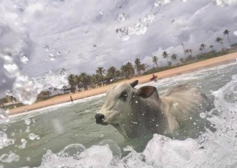 Boi entra no mar para escapar de confinamento e morre afogado; história comove internautas