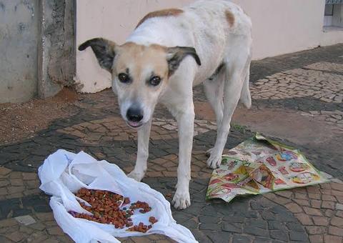 Campanha “NatAU Animal” arrecada mantimentos para abrigos de cães e gatos abandonados