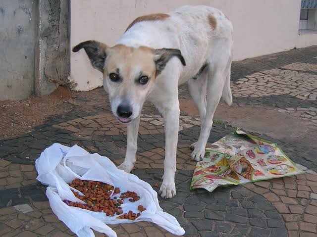 Campanha “NatAU Animal” arrecada mantimentos para abrigos de cães e gatos abandonados
