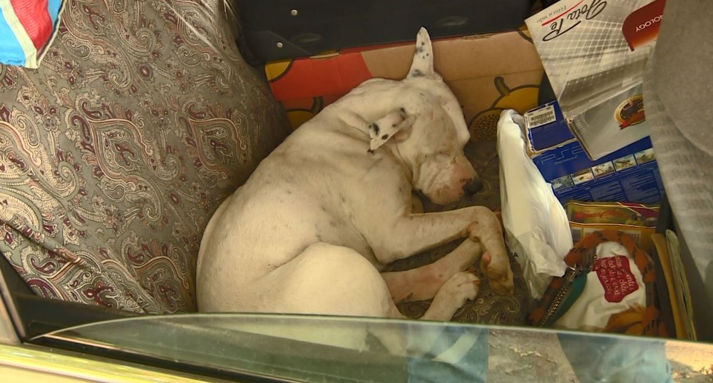 Sem emprego, vendedor vai morar dentro do carro e leva cão junto