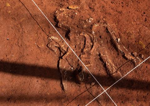 Arqueólogos acham ossadas da época da escravidão