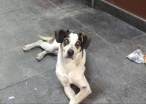 Segurança do Carrefour confirma agressão a cachorro e diz estar arrependido em depoimento