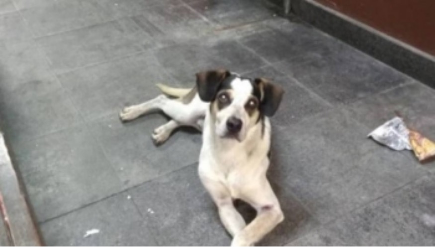 Segurança do Carrefour confirma agressão a cachorro e diz estar arrependido em depoimento