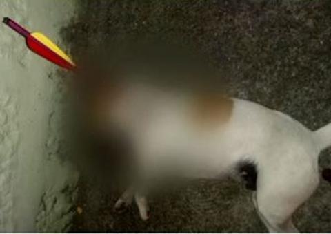 Cachorro morre com flecha fincada no corpo 
