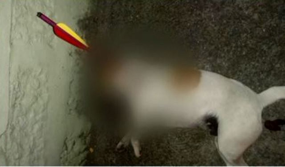 Cachorro morre com flecha fincada no corpo 