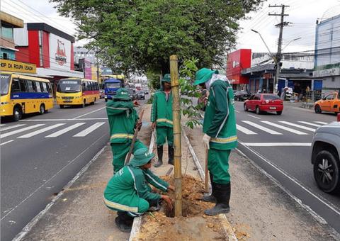 Prefeitura intensifica reposição de mudas e paisagismo com a chegada do período chuvoso