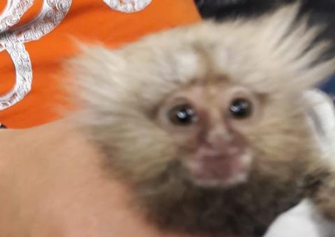 Preso em caixa de leite, filhote de macaco é resgatado enquanto era vendido em shopping