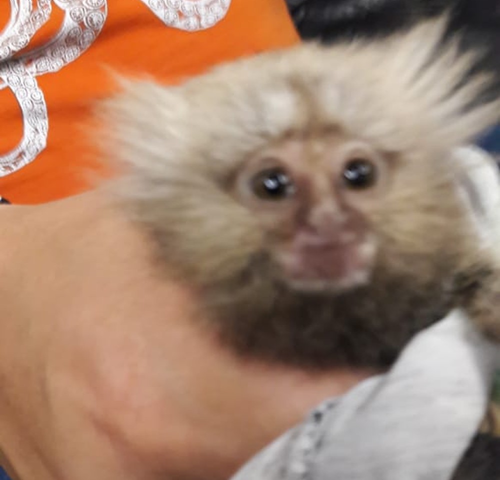 Preso em caixa de leite, filhote de macaco é resgatado enquanto era vendido em shopping