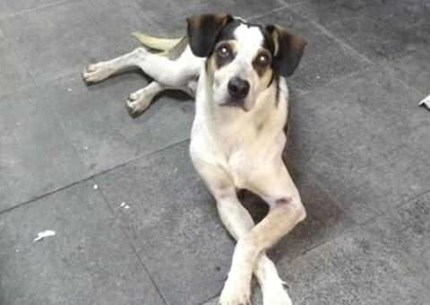 Câmara aprova pena de prisão maior a quem maltrata animais