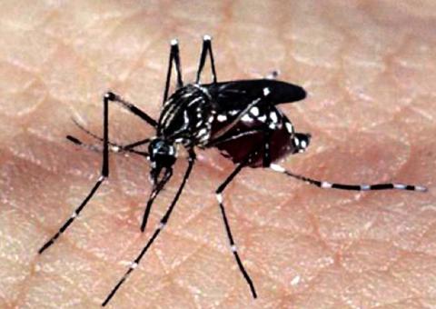 Estudo indica que zika pode provocar infertilidade em homens