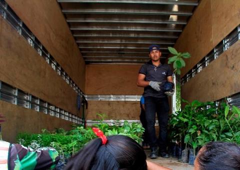 Pedágio ambiental distribui 600 mudas nesta quarta-feira