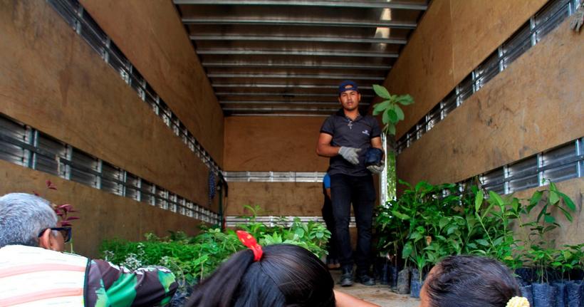 Pedágio ambiental distribui 600 mudas nesta quarta-feira