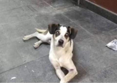 Senado aprova multa para loja conivente com agressões a animais