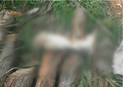 Partes de corpo humano são encontradas em igarapés em Manaus