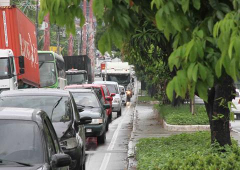 Árvores da avenida Ephigênio Salles serão manejadas para evitar atropelamento de periquitos