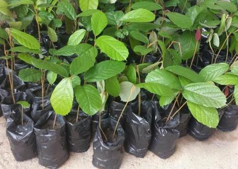 Ação contra poluição sonora em lojas e distribuição de 1 mil mudas acontece amanhã