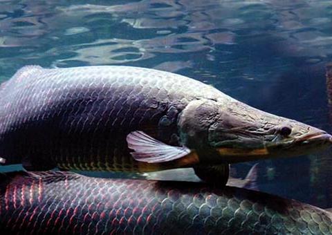 Feira da FAS acontece no domingo com venda de pirarucu da RDS Mamirauá