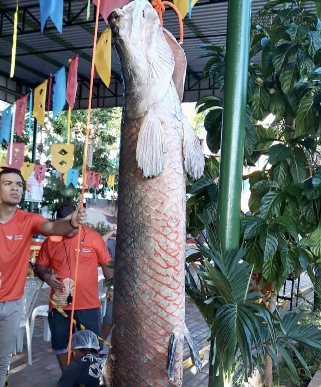 Feira da FAS acontece no domingo com venda de pirarucu da RDS Mamirauá