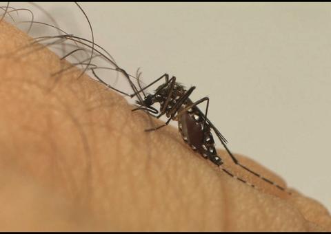Mais de 500 cidades têm risco de surto de doenças causadas pelo Aedes