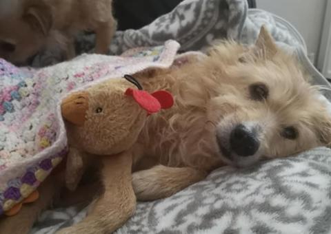 Mulher salva cão que foi estuprado por 5 anos