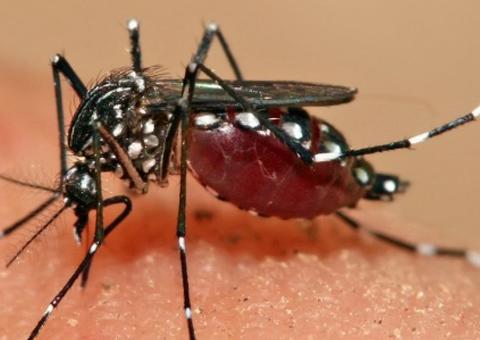 Amazonas tem redução de 68% nos casos de chikungunya