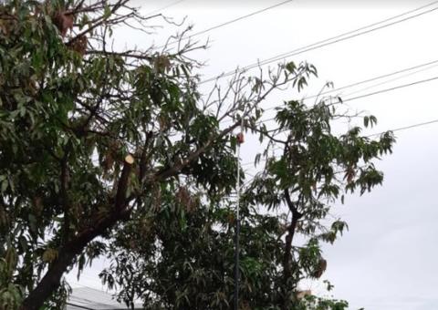 23 árvores são podadas para reduzir mortes de periquitos em Manaus