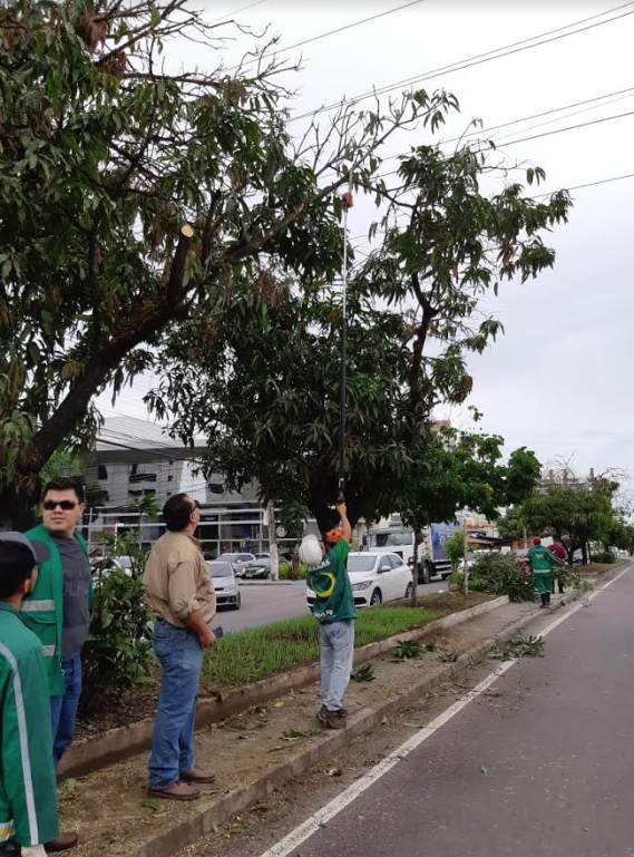 23 árvores são podadas para reduzir mortes de periquitos em Manaus