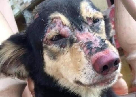 Animais feridos durante incêndio no Educandos são resgatados em meio às cinzas