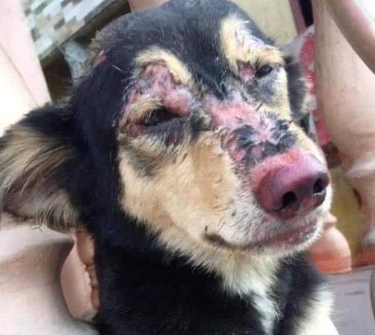 Animais feridos durante incêndio no Educandos são resgatados em meio às cinzas