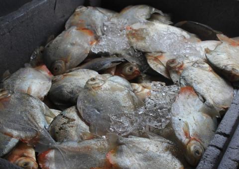 Ipaam e Sema doam meia tonelada de peixe às vítimas de incêndio no Educandos