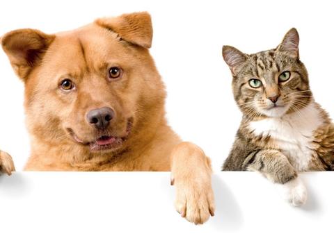 Fogos de artifício assustam e podem levar animais a morte. Saiba como preparar seu pet