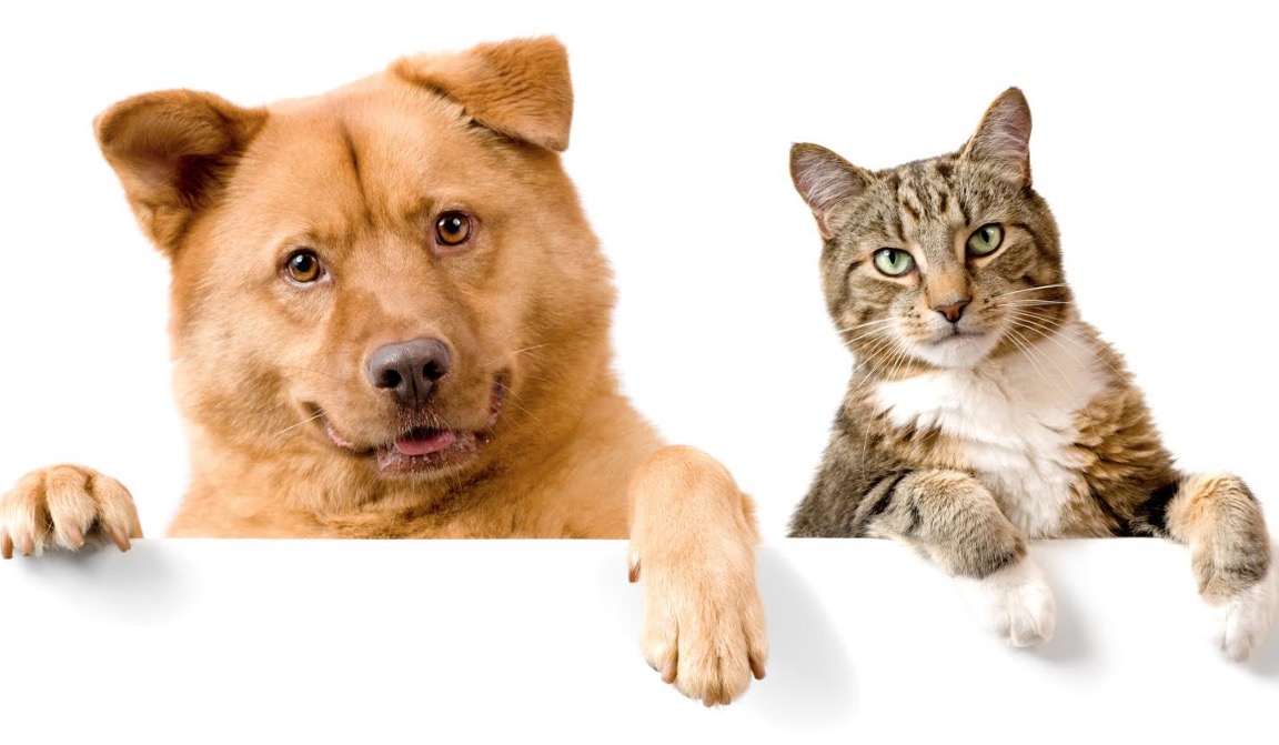 Fogos de artifício assustam e podem levar animais a morte. Saiba como preparar seu pet