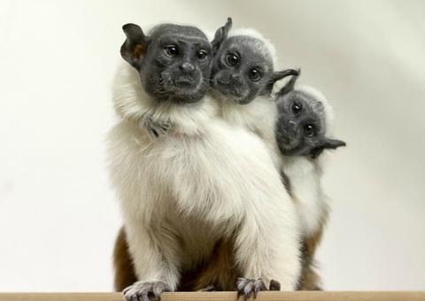 Lançado novo edital para o Concurso-Prêmio da mascote Sauim-de-Manaus
