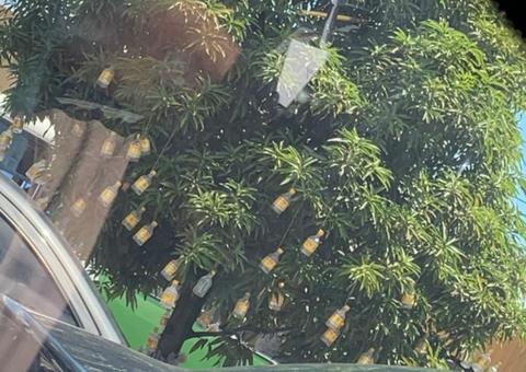 Árvore de ‘natal' enfeitada com garrafas de cachaça é atração em Manaus