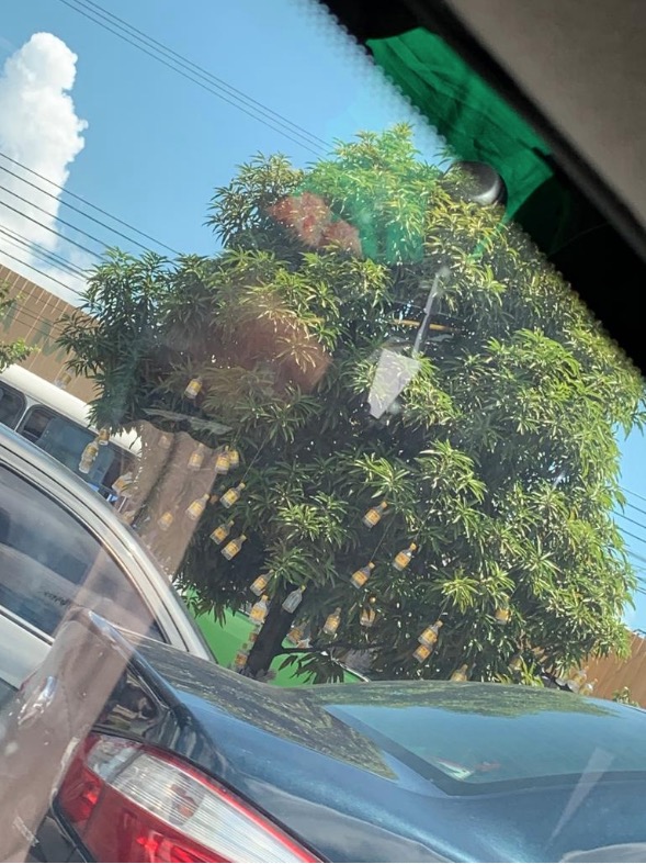 Árvore de ‘natal' enfeitada com garrafas de cachaça é atração em Manaus