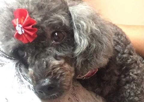 Dona pede ajuda para encontrar cadela desaparecida em Manaus