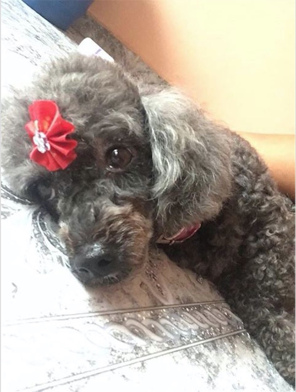 Dona pede ajuda para encontrar cadela desaparecida em Manaus