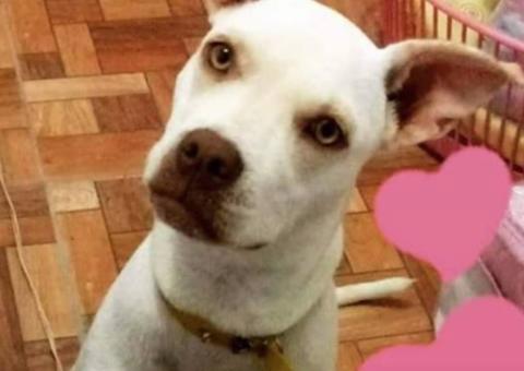 Família pede ajuda para encontrar cadela que sumiu na noite de Natal