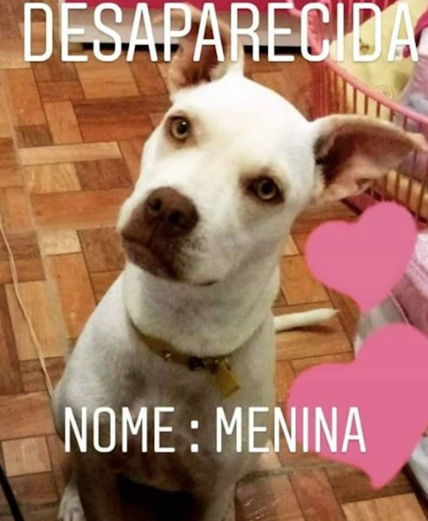 Família pede ajuda para encontrar cadela que sumiu na noite de Natal