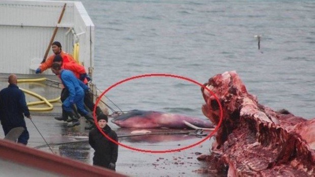 Japão anuncia que retomará caça comercial de baleias no ano que vem